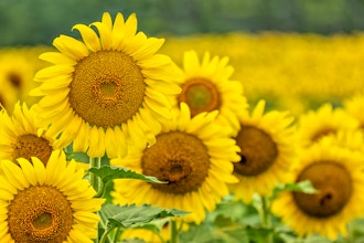 Summer Sunflowers